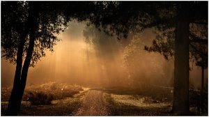 misty_path_by_mosredna-d4cuelm