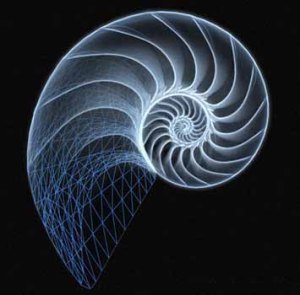 nautilushell